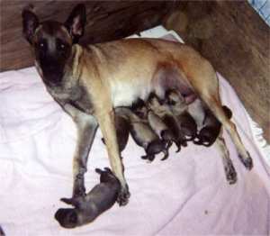Alis with her 1st litter - - 10KB