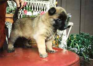 A Litter - 9KB 