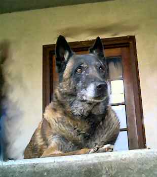 Buster at 13.5 yrs - 9KB
