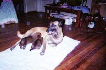 E-Litter Photo