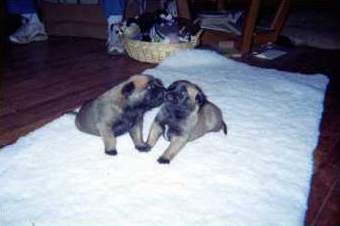 E-Litter Photo