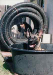 Echo cooling off