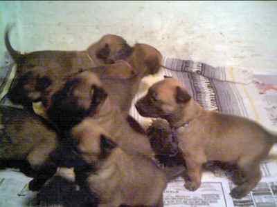 4 Weeks - 11KB