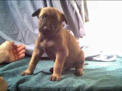 Fajita at 4 weeks - 10KB