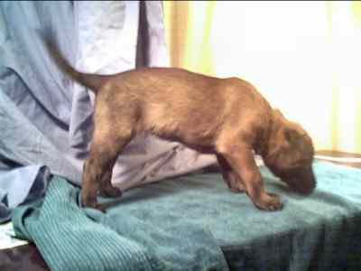 Fancy at 4 weeks - 10KB