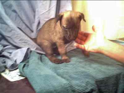 Fargo at 4 weeks - 10KB