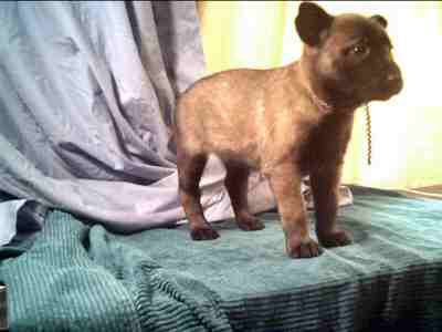 Feist at 4 weeks - 10KB