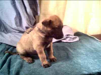 Flyer at 4 weeks - 10KB
