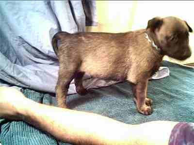 Freida at 4 weeks - 10KB