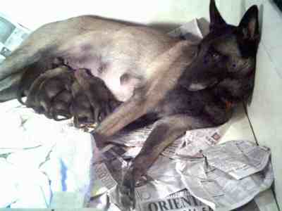 New Mom - 10KB