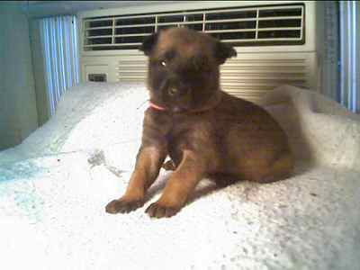 Pink Puppy