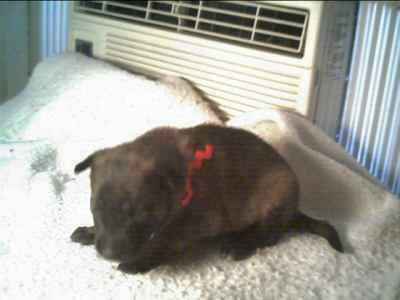 Red Puppy