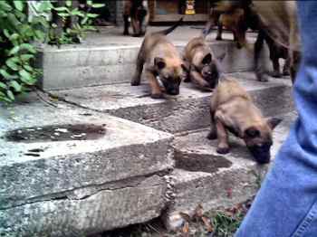 The Steps! - 14KB