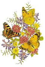 Butterflies & Flowers