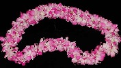 Double Orchid Lei