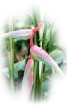 Heliconia
