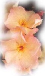 Oleander