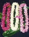 Mixed Orchid Leis