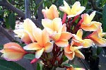 Peachy King Plumeria
