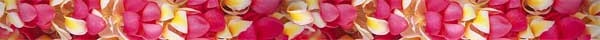 Plumeria