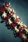Tuberose Mix