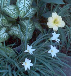 Yellow Daylily with White Lilys