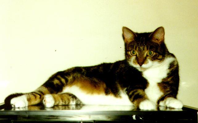 Ms Bootsie