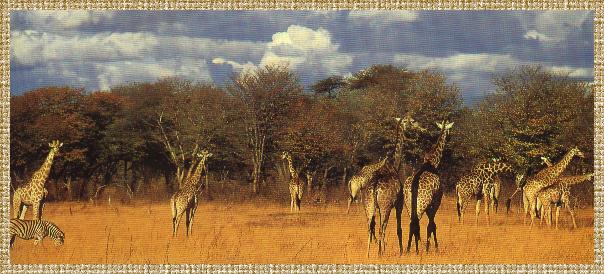 Hwange National Park