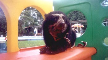 OSO BUGUI