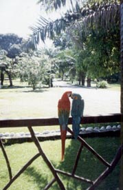PAPAGAYOS