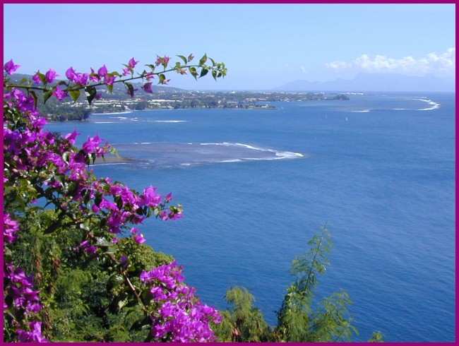 bouganvilla and beautiful water