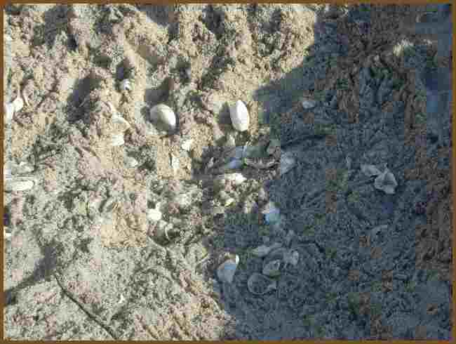 probably an immature turtle nested here, and didn't know to cover the eggs