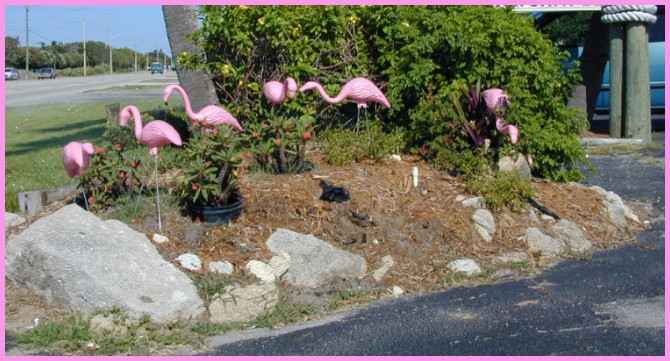note the very skinny legs on these birds
