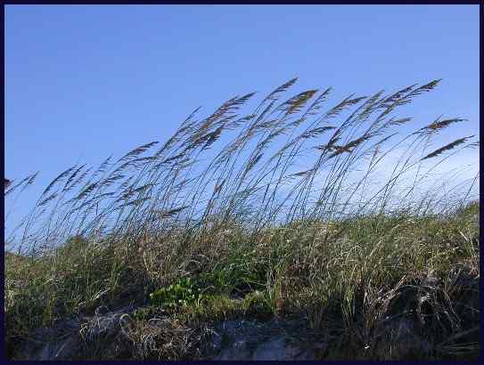 sea oats are on the Protected Plant List