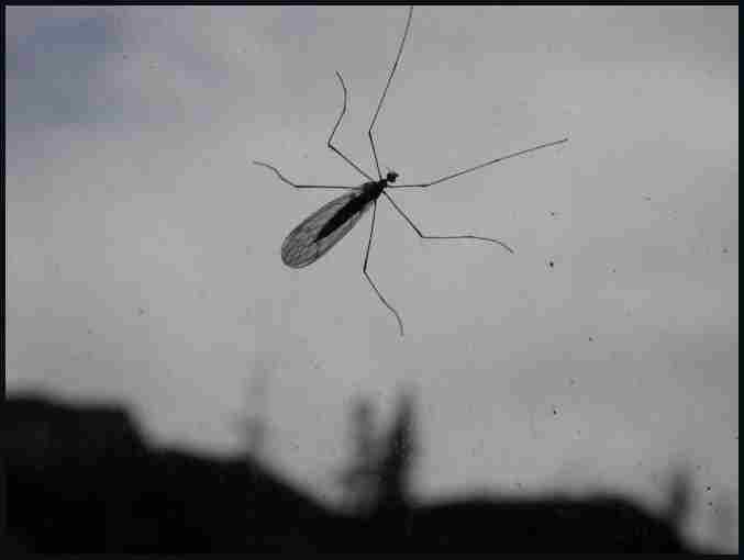 Florida isn't the only place with bugs