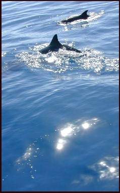 these are smaller than Atlantic Bottlenose