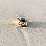 Hans Scheriber - Compositions with a VW Beetle -1993