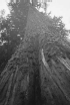 cedar