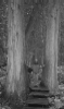 in the rain forest