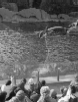 dolphin show