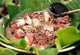 [Binusog na Pusit]