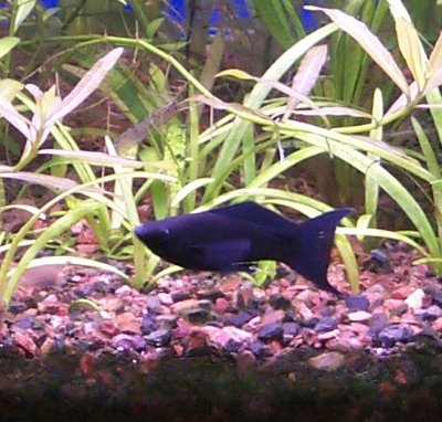 Black Vail-tail Molly
