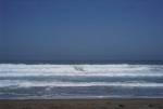 Waves and gulls
