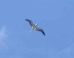 Out of Focus Albatross overhead