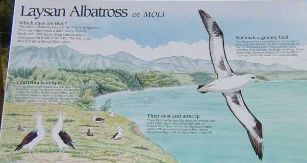 Albatross Placard at bird sanctuary on Kau'ai