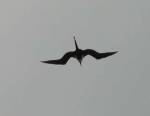 Another Great Frigate bird
