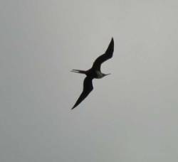 This is a picture of a frigate bird overhead