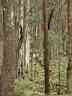 b17Forest.jpg