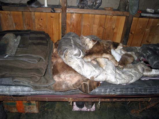 Bed