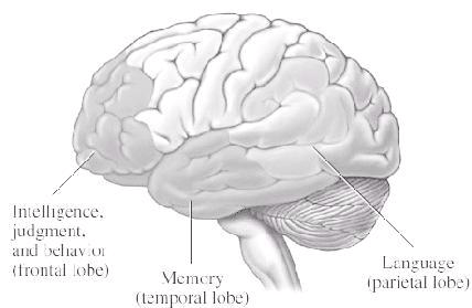 brain picture